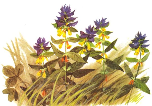 Иван да Марья семена