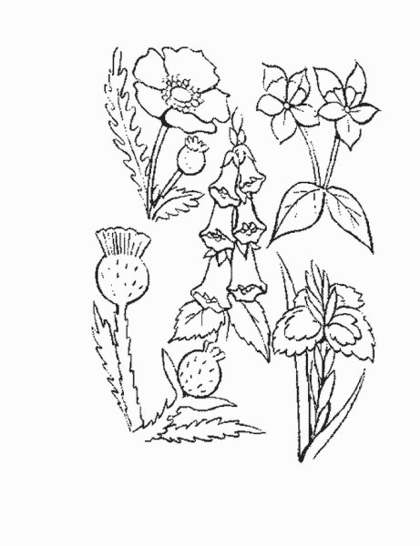 Дикорастущие растения раскраска
