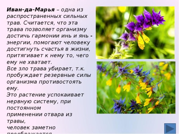 Иван-да-Марья цветок Легенда