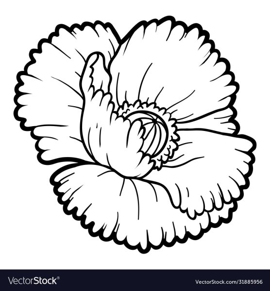 Шаблон цветов маки