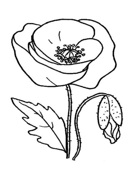 Мак раскраска для детей