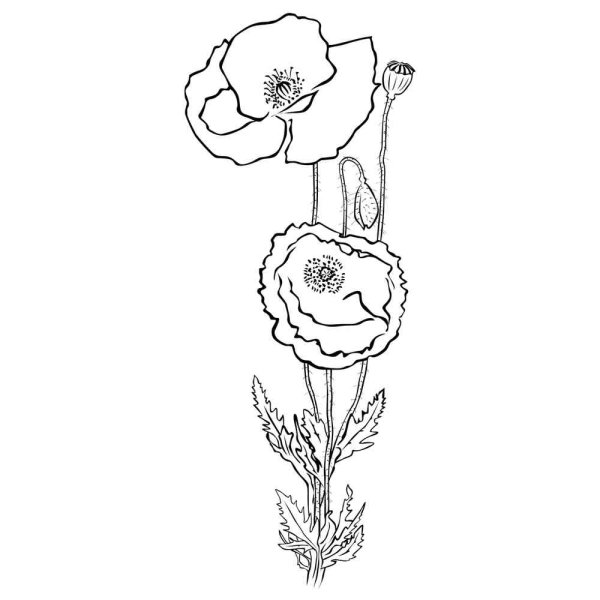 Мак раскраска