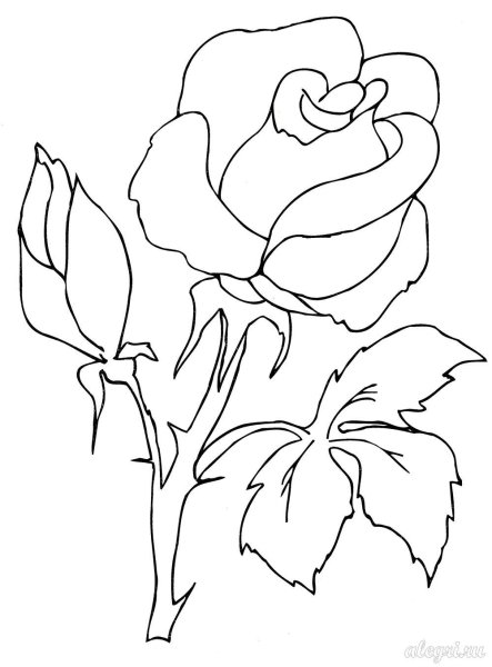 Раскраска для детей 3 лет розы