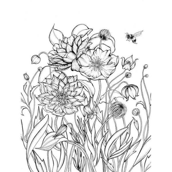 Красивые полевые цветы раскраска