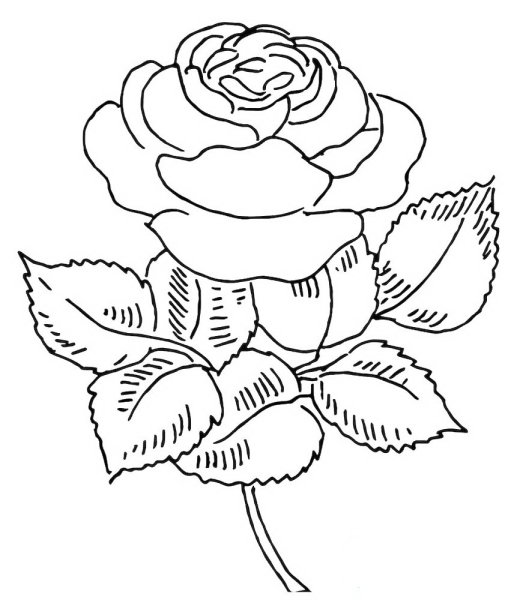 Роза раскраска для детей