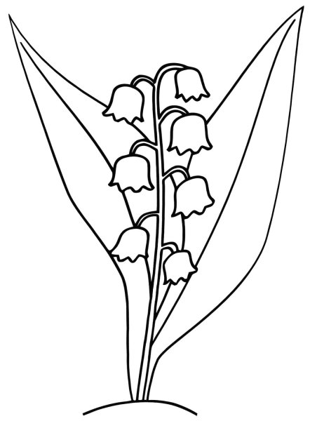 Ландыш Майский разукрашка