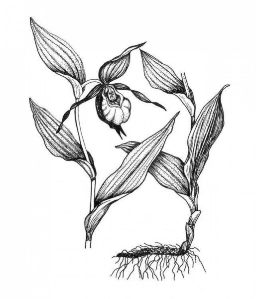 Венерин башмачок черно белая