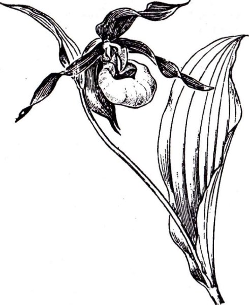 Венерин башмачок