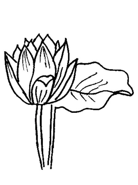 Раскраски цветы распустившиеся