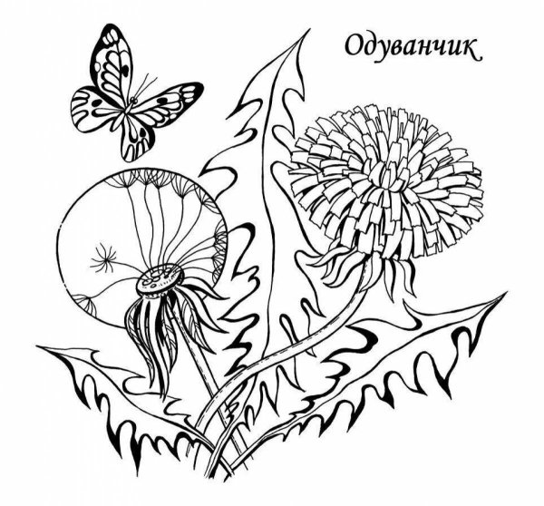 Одуванчик раскраска