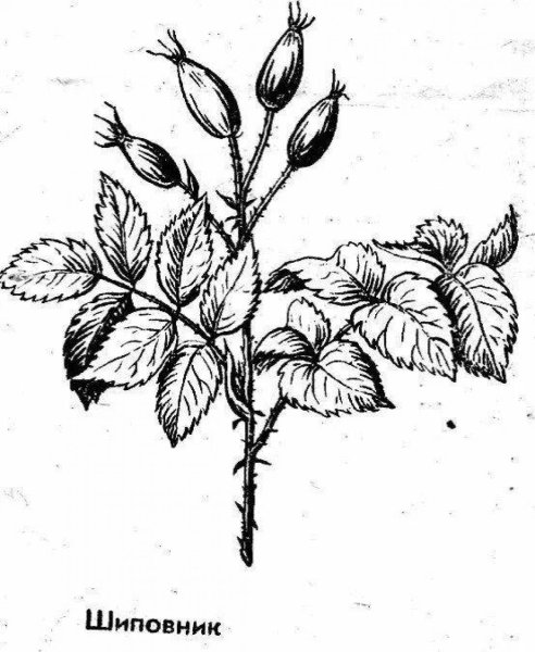 Лекарственное растение плоды шиповника