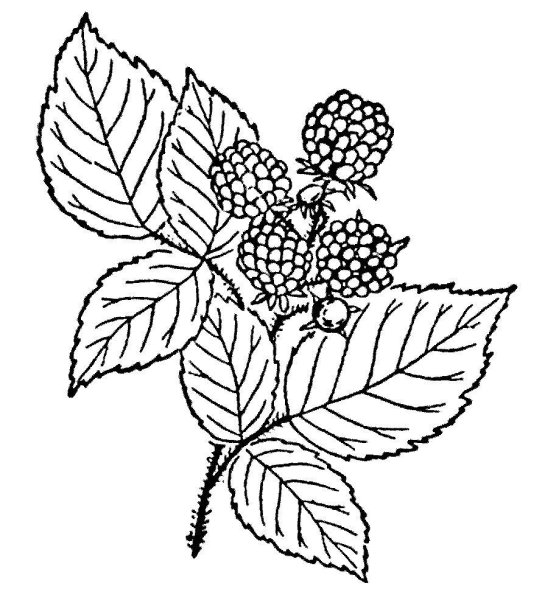 Малина обыкновенная кустарник