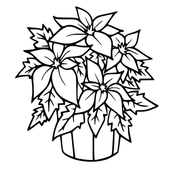 Комнатные цветы бальзамин раскраска