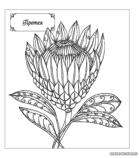 Рисунки редких растений