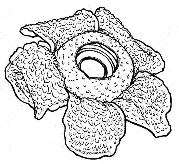 Растение раффлезия Арнольди