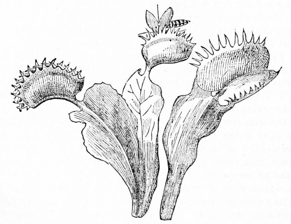 Венерина мухоловка