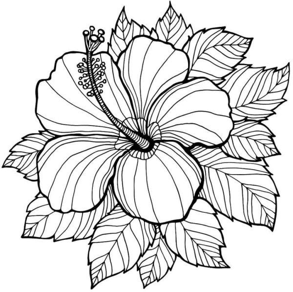 Гибискус раскраска