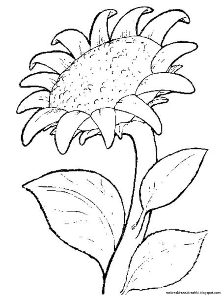 Подсолнух. Раскраска