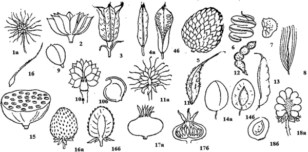 Плод многолистовка схема