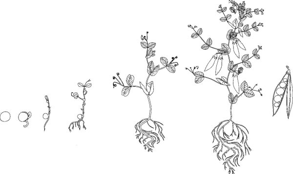 Части растений раскраска