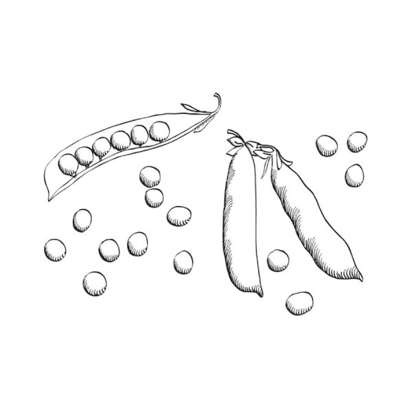 Горох картинка раскраска