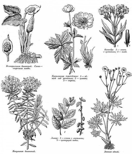 Ядовитые растения