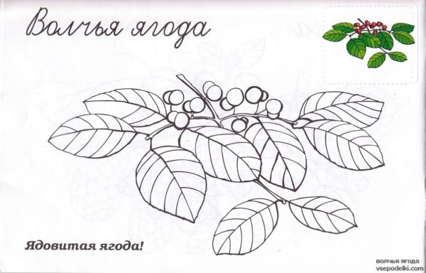 Раскраска ядовитые ягоды для детей