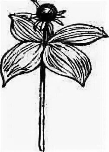 Вороний глаз ягода