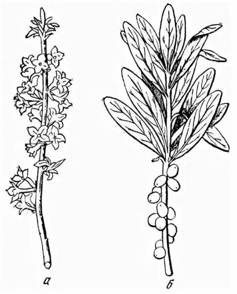 Волчье лыко