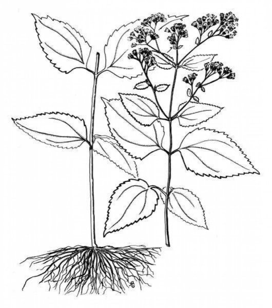 Раскраски для дошкольников ядовитые растения