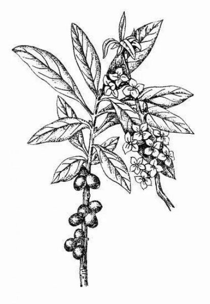 Волчье лыко черное