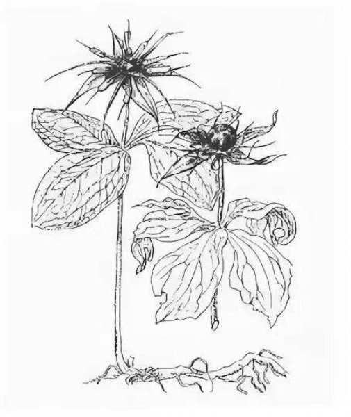 Вороний глаз ядовитое растение рисунок