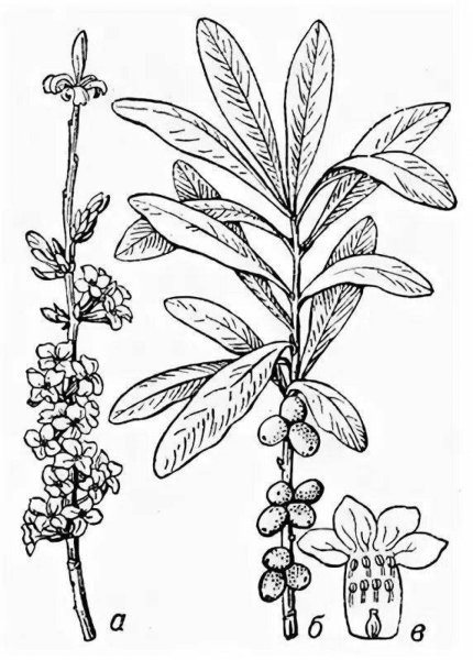 Рисунок ягоды Волчье лыко