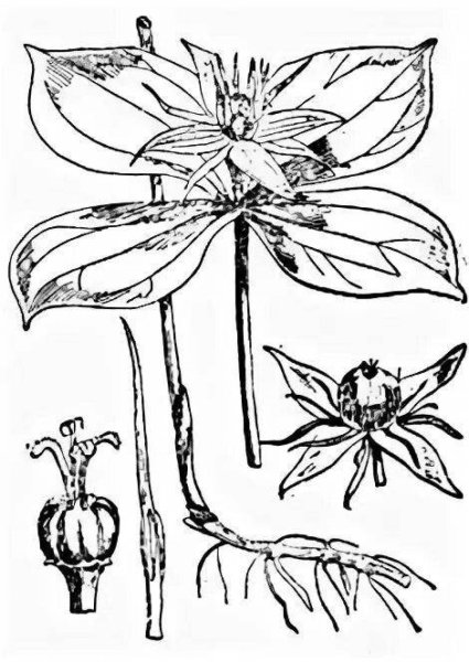 Раскраска Вороний глаз растение