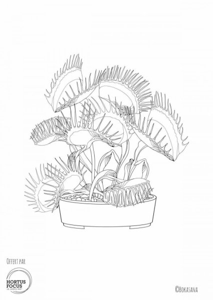 Венерина мухоловка растение раскраска