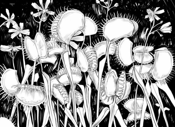 Венерина мухоловка цветок