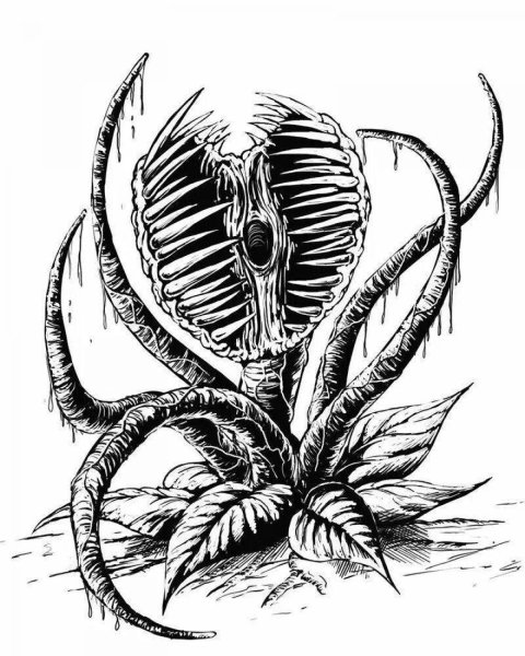 Венерина мухоловка Графика