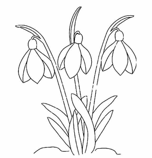 Подснежники раскраска для детей