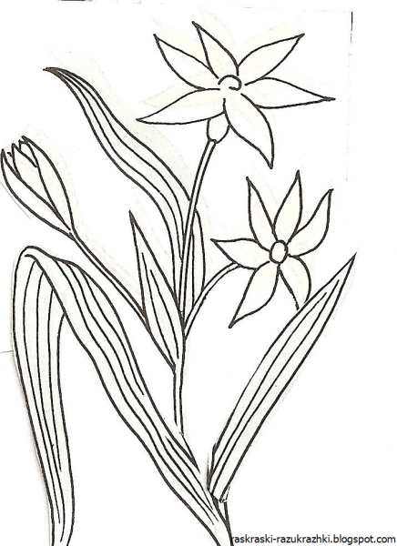 Кандык Сибирский нарисовать