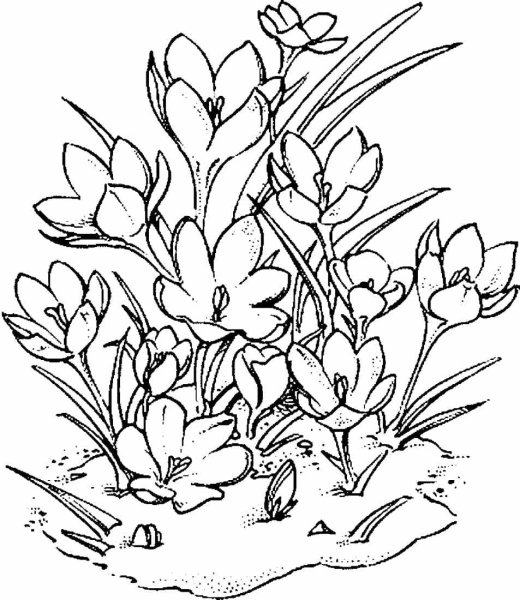 Растение первоцвет весенний черно белая