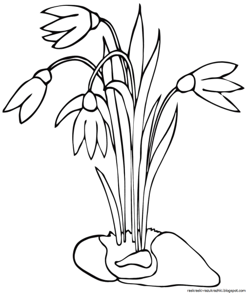 Первоцветы раскраска