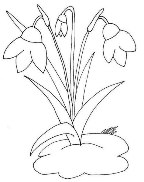 Подснежники раскраска для детей