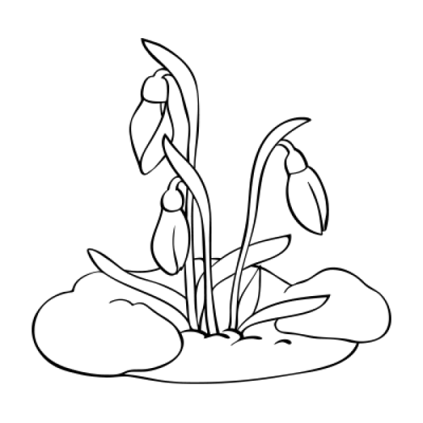 Подснежники раскраска для детей