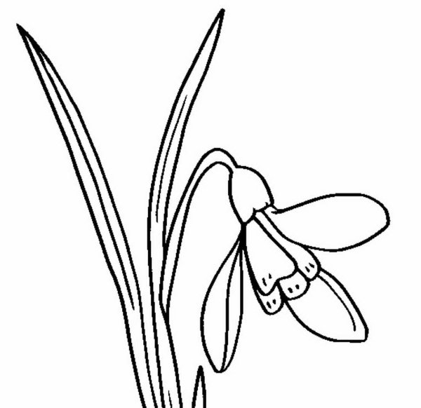 Подснежник узколистный раскраска