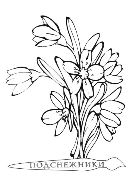 Раскраска Подснежник цветок
