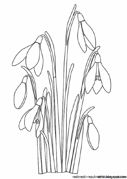 Подснежник раскраска
