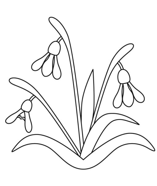 Подснежник Борткевича раскраска