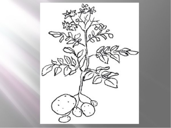 Раскраска для детей картофель с ботвой