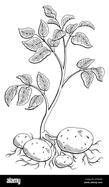 Картофель черно-белый контурный