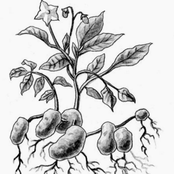 Паслёновые картофель побег